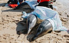 Medewerkers, stagiaires en vrijwilligers verzorgen drie gestrande gewone dolfijnen in Cape Cod, VS