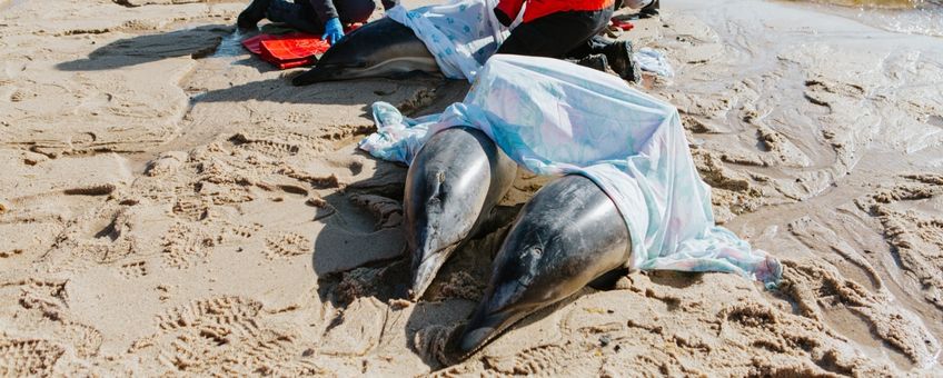 Medewerkers, stagiaires en vrijwilligers verzorgen drie gestrande gewone dolfijnen in Cape Cod, VS