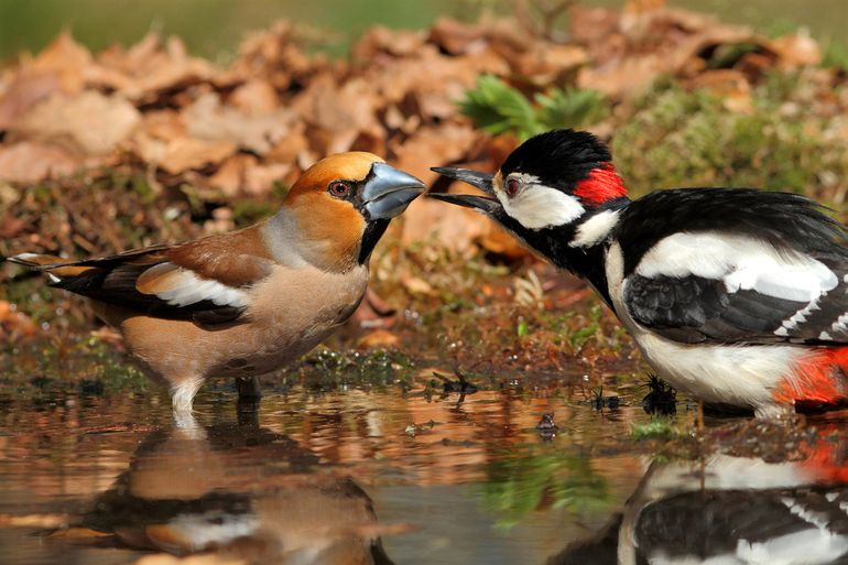 Verschil van mening tussen appelvink en grote bonte specht