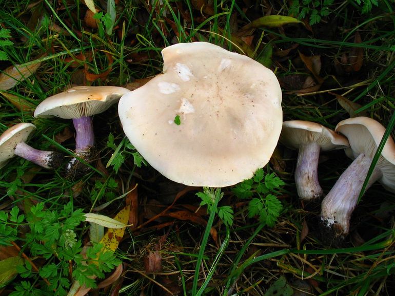 Verschillend gekleurde stelen van de Paarsstelelschijnridderzwam