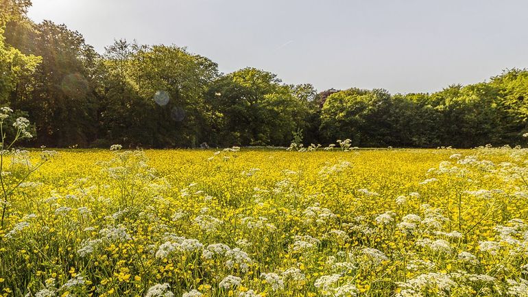 Om voormalige landbouwgrond tot kruidenrijk grasland om te vormen, kost jaren. In de tussentijd laat het tellen van plantsoorten zien of het de goede kant op gaat