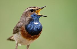 Jankees Schwiebbe Blauwborst