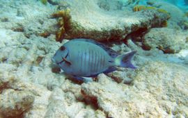 A doctorfish infected with dermal parasites