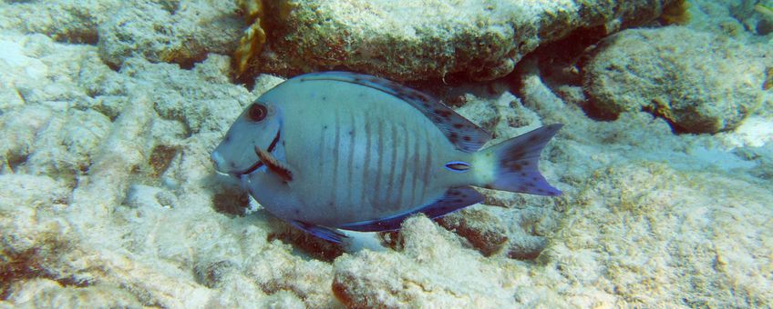 A doctorfish infected with dermal parasites