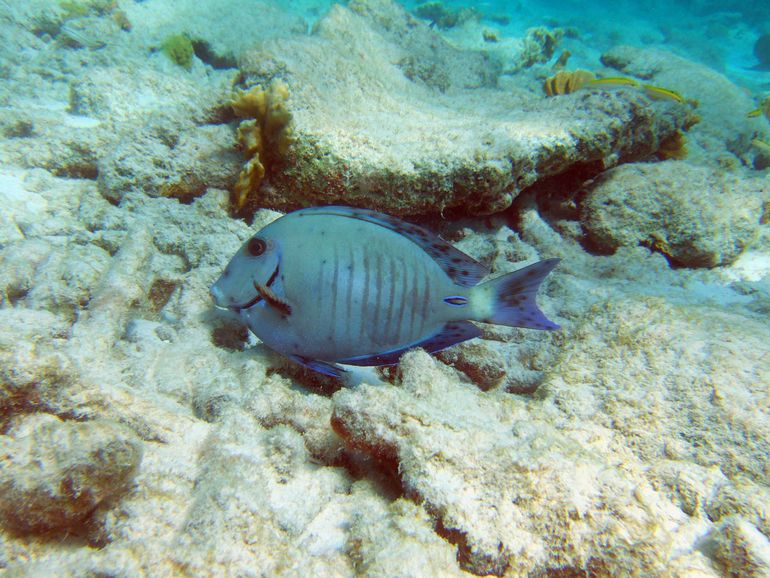 A doctorfish infected with dermal parasites 