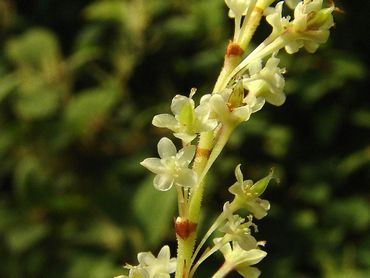 Japanse duizendknoop, bloemen van dichtbij