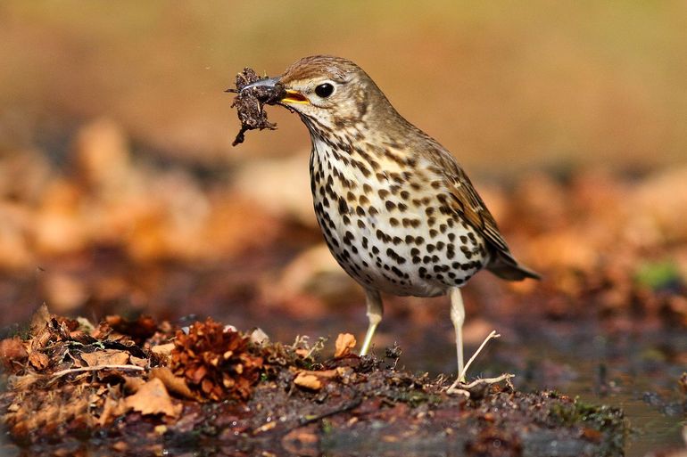 Deze zanglijster is nestmateriaal aan het verzamelen