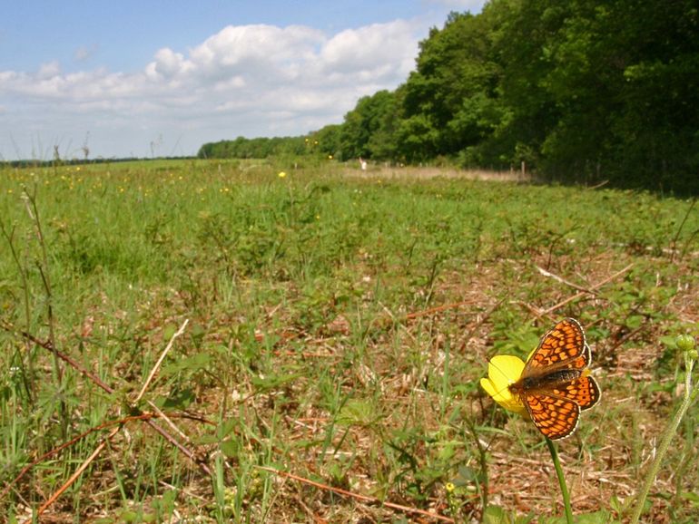 Leefgebied van de moerasparelmoervlinder (La Brenne, Frankrijk)