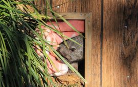 Baby wombat kijkt voorzichtig naar buiten vanuit een hok.