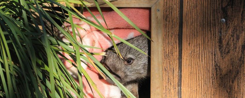 Baby wombat kijkt voorzichtig naar buiten vanuit een hok.