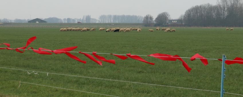 Uitrol van de turbo fladry die schapen beschermt tegen aanval van wolven. -eenmalig gebruik