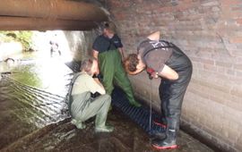 Installatie van een aalgoot door de Zoological Society of London en vrijwilligers in de Thames region, hiermee kunnen alen geteld worden en kunnen ze de barrière passeren