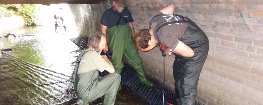 Installatie van een aalgoot door de Zoological Society of London en vrijwilligers in de Thames region, hiermee kunnen alen geteld worden en kunnen ze de barrière passeren