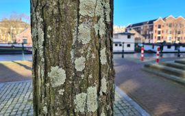 Stadsboom met korstmossen in Amsterdam