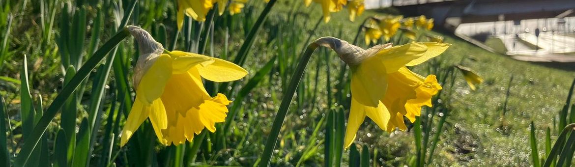 Narcissen vol in bloei