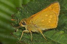 Ochlodes faunus. Groot dikkopje