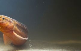 Saxifraga - Rutmer Zwerver grote modderkruiper - primair