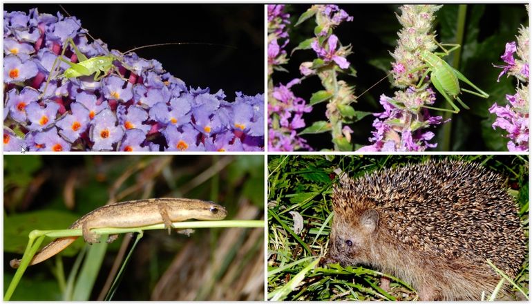 Niet alleen nachtvlinders zijn te vinden in je donkere tuin. V.l.n.r. boven: zuidelijke boomsprinkhaan & struiksprinkhaan, onder kleine watersalamander & egel