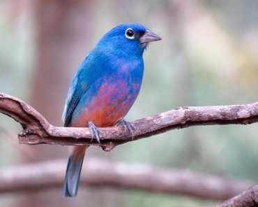 De rozebuikgors is een van de 6833 vogels die Arjan in 2016 zag