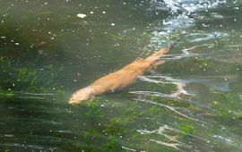 Hugh Jansman Zwemmende otter