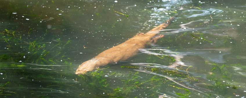 Zwemmende otter