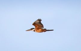 Ringed Kingfisher in flight