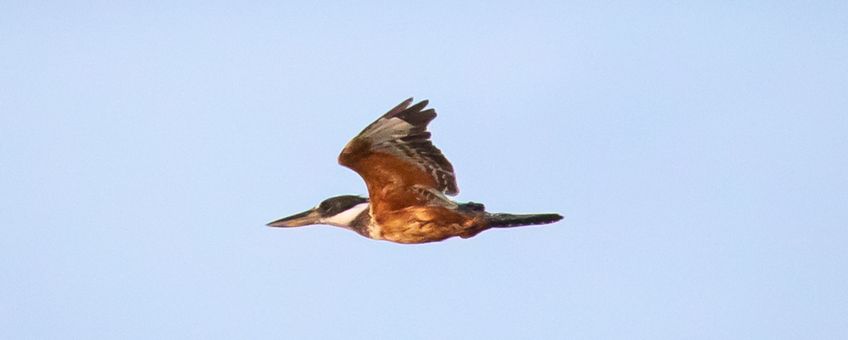 Ringed Kingfisher in flight