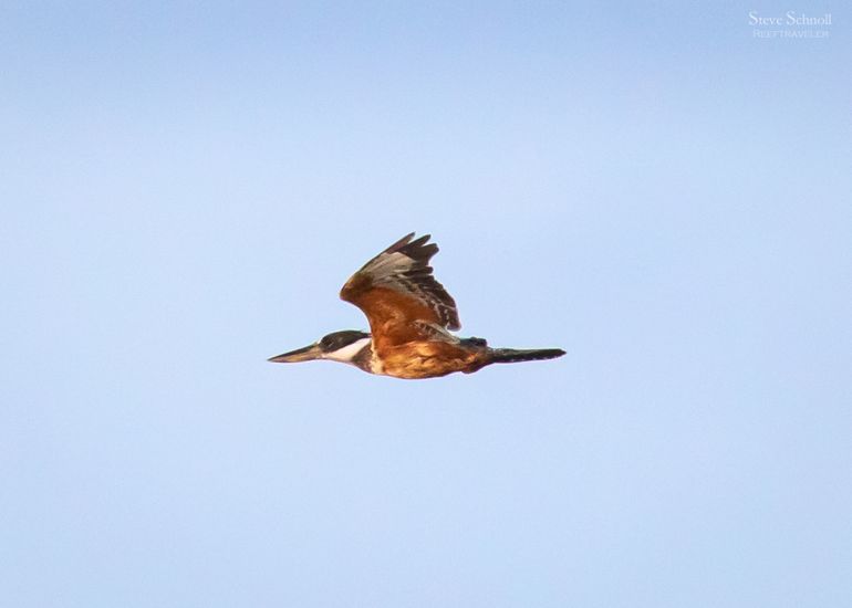 Ringed Kingfisher in flight