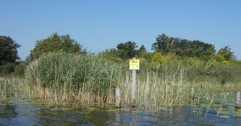 Areaal aan waterriet neemt toe