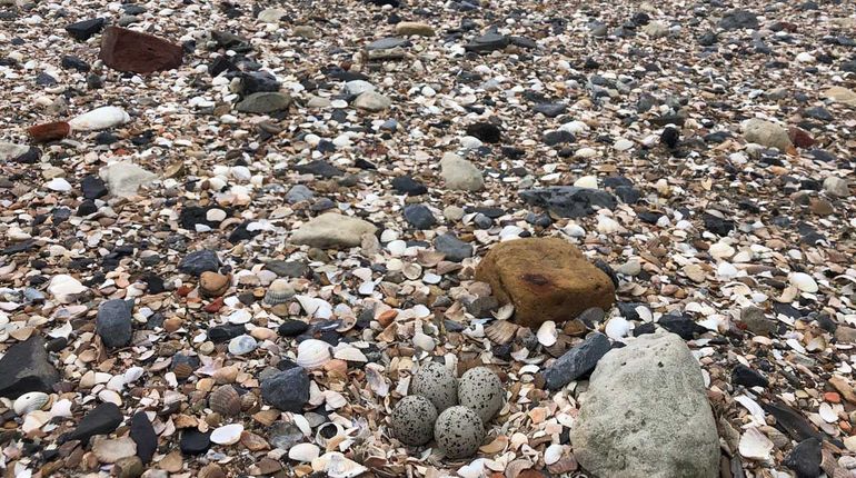 Het nestje van de bontbekplevier valt nauwelijks op tussen de schelpen