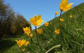 Tulipa sylvestris ssp sylvestris, Bostulp