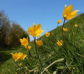 Tulipa sylvestris ssp sylvestris, Bostulp
