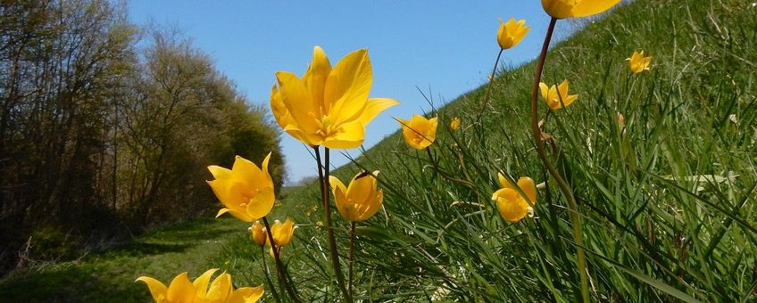Tulipa sylvestris ssp sylvestris, Bostulp