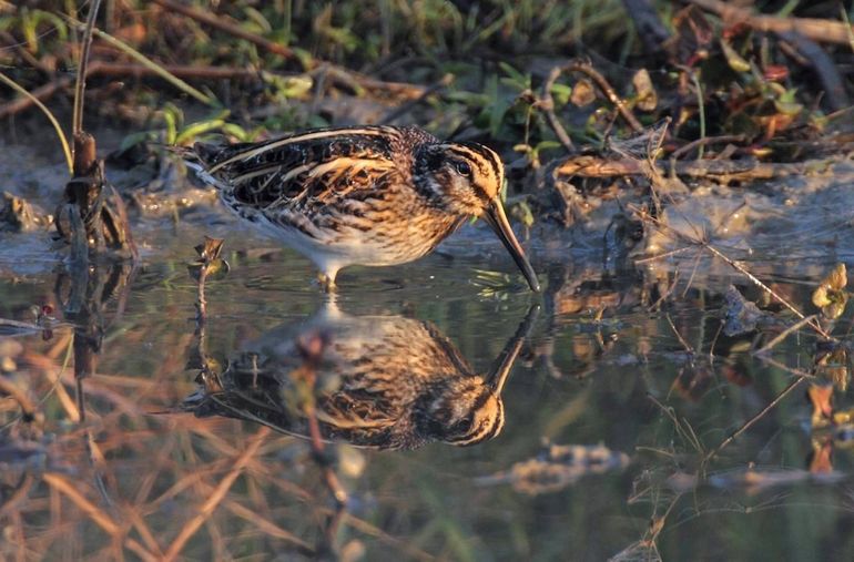 Het bokje is kleiner dan de watersnip en gaat helemaal op in zijn omgeving