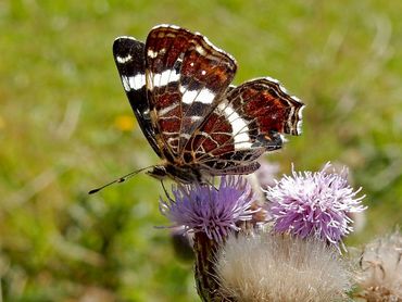 De naam heeft het landkaartje te danken aan de kleuren en lijnen op de onderkant 