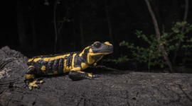 De vuursalamander van de Vijlenerbossen