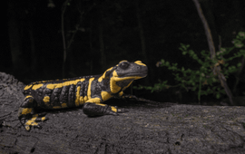De vuursalamander van de Vijlenerbossen