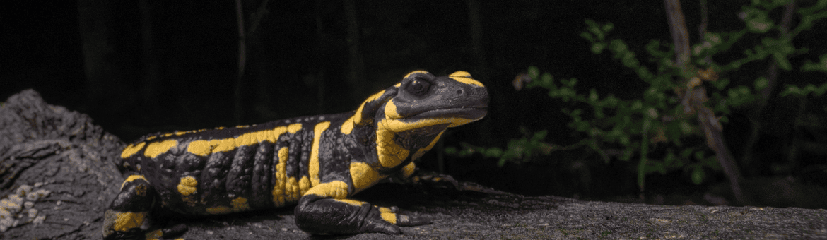 De vuursalamander van de Vijlenerbossen