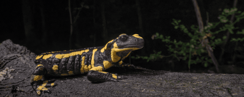 De vuursalamander van de Vijlenerbossen
