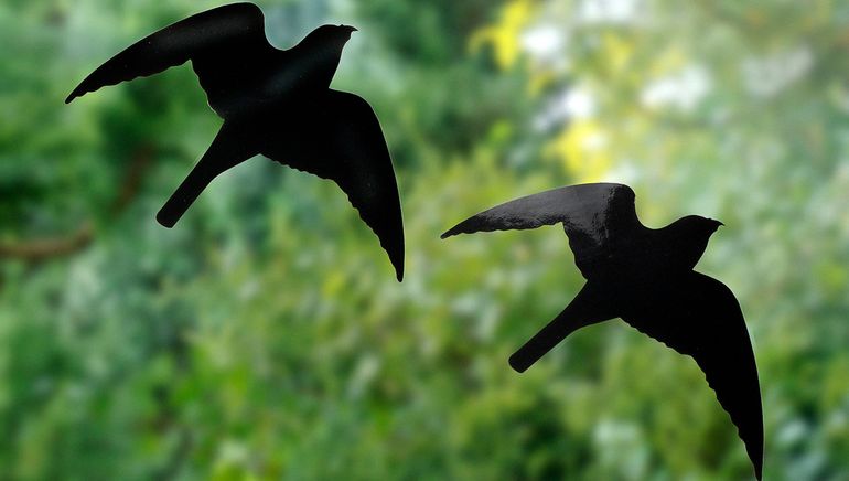 Nature Today | Voorkom Dat Vogels Zich Doodvliegen