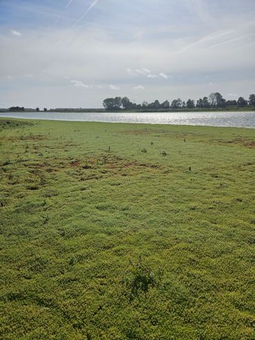 Na vier weken is al een duidelijk effect te zien van de zoutbehandeling in de voorheen gesloten watercrassulamat 