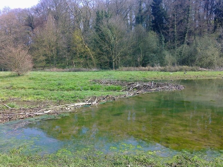 Beverdam langs de Hemelbeek in Elsloo