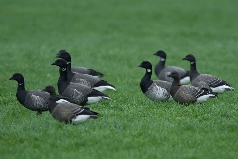 De zeldzamere witbuikrotgans werd dit jaar veertien keer geteld