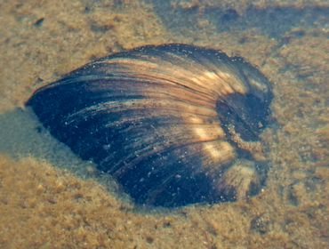 Een groot exemplaar van de Brakwaterstrandschelp, gefotografeerd in ondiep water in de Jagersplas. Het dier zit standaard voor ongeveer 3/4 deel ingegraven in de bodem