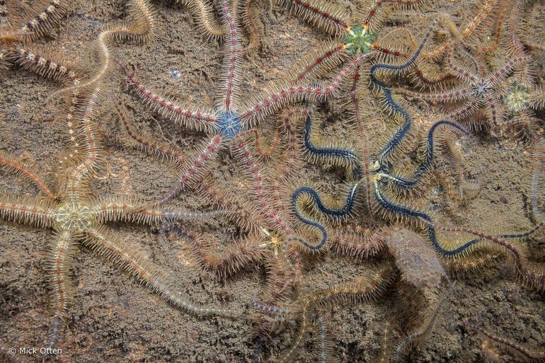 Brokkelsterren hebben allerlei kleuren en kunnen met name in de Oosterschelde massaal aanwezig zijn