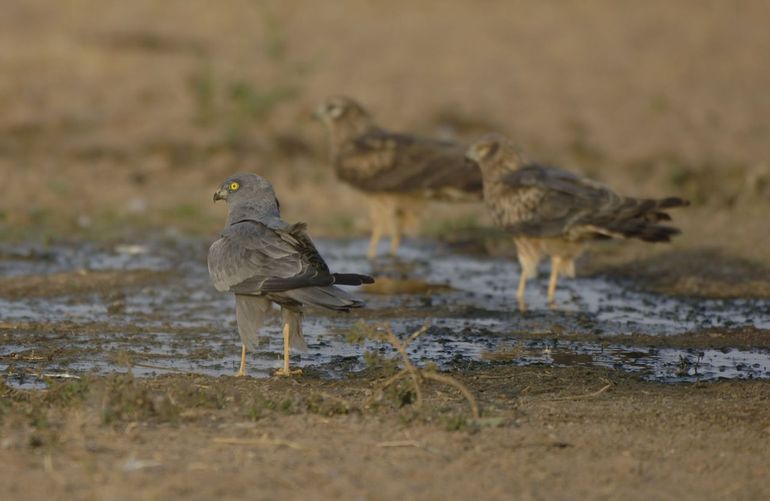 Een melanistisch mannetje grauwe kiekendief bij een waterplas in Senegal, januari 