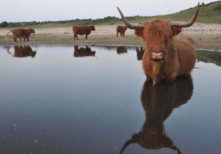 Schotse Hooglanders in een poel