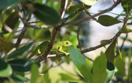 EENMALIG GEBRUIK Kameleon madagaskar