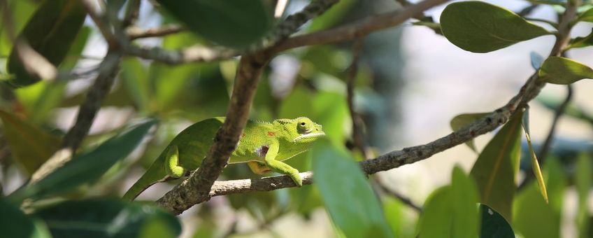 EENMALIG GEBRUIK Kameleon madagaskar