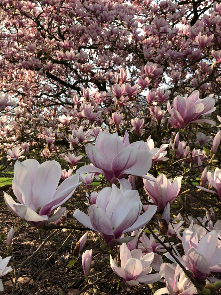 Magnolia in volle bloei